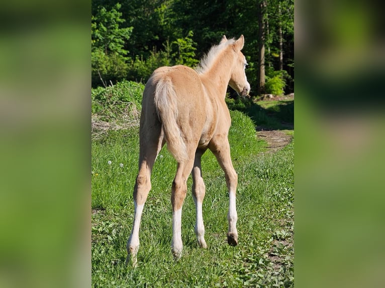 American Quarter Horse Merrie  152 cm Palomino in Halfing