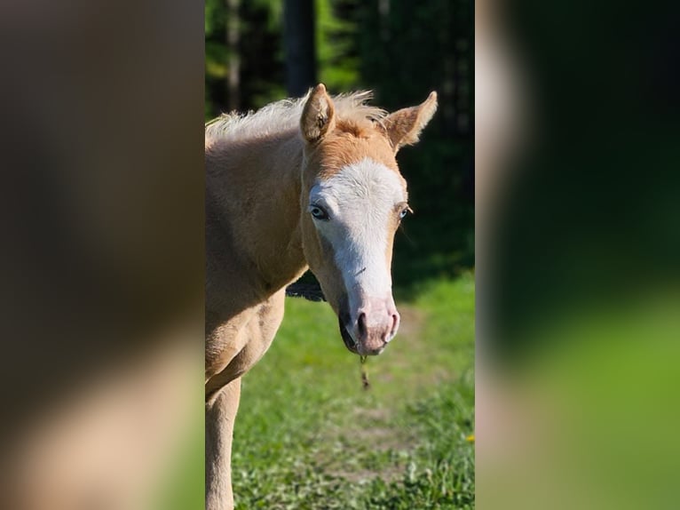 American Quarter Horse Merrie  152 cm Palomino in Halfing