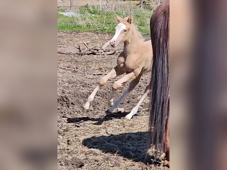 American Quarter Horse Merrie  152 cm Palomino in Halfing