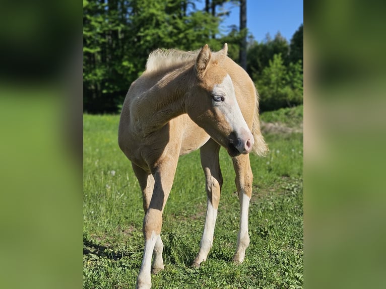 American Quarter Horse Merrie  152 cm Palomino in Halfing