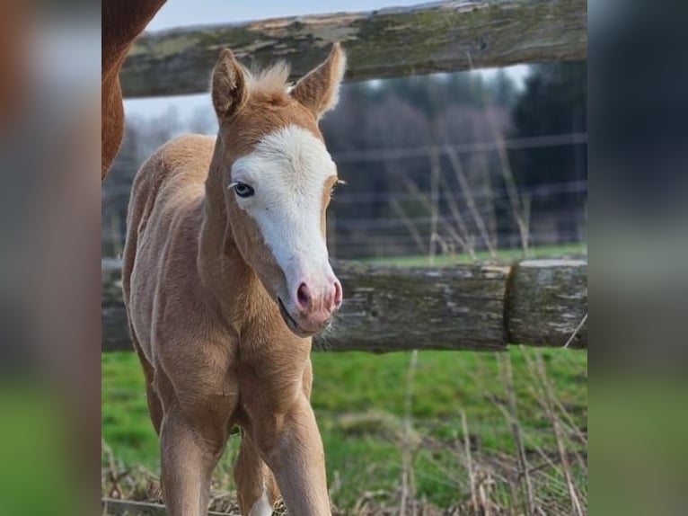 American Quarter Horse Merrie  152 cm Palomino in Halfing