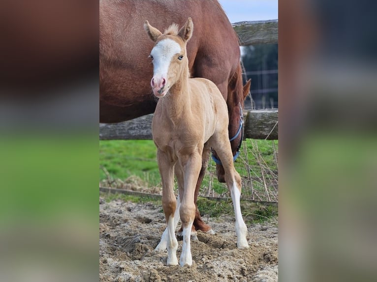 American Quarter Horse Merrie  152 cm Palomino in Halfing