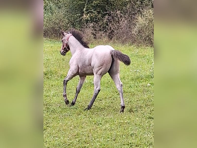 American Quarter Horse Merrie veulen (06/2024) 152 cm Roan-Bay in Ostermiething