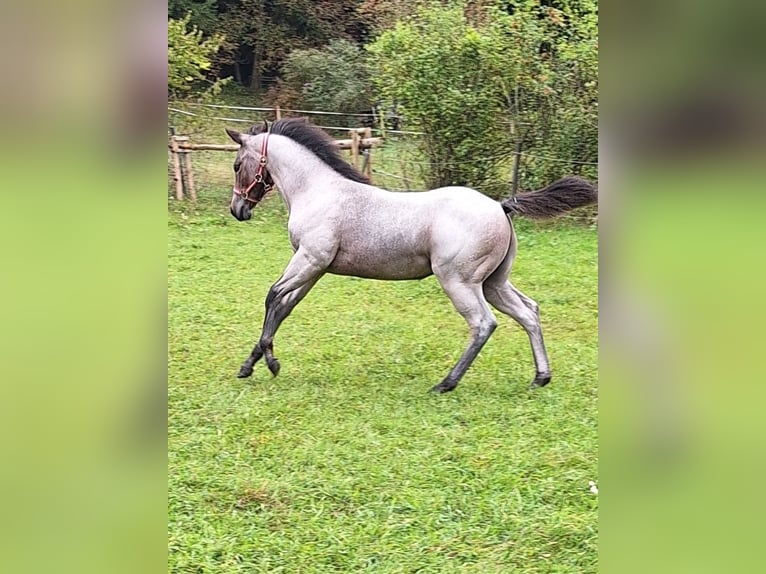 American Quarter Horse Merrie veulen (06/2024) 152 cm Roan-Bay in Ostermiething