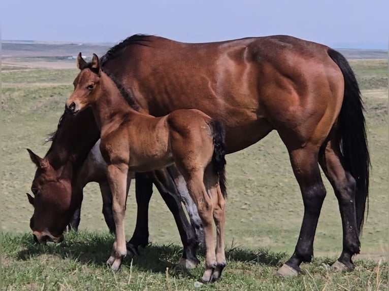 American Quarter Horse Merrie Veulen (05/2025) 152 cm Roodbruin in Denton, MT