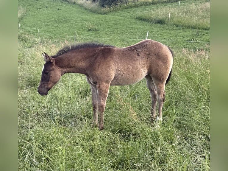 American Quarter Horse Merrie Veulen (04/2026) 152 cm Schimmel in Daleien