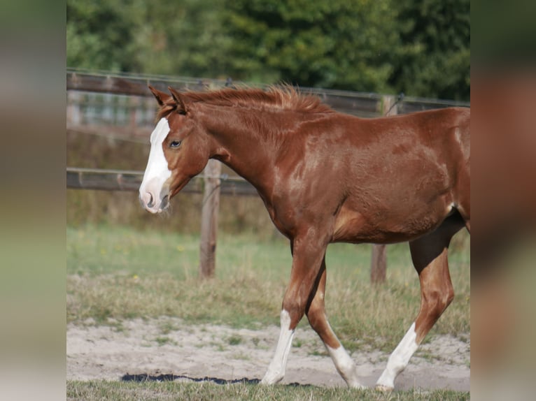American Quarter Horse Merrie Veulen (03/2026) 152 cm Vos in LauenbrückHelvesiek
