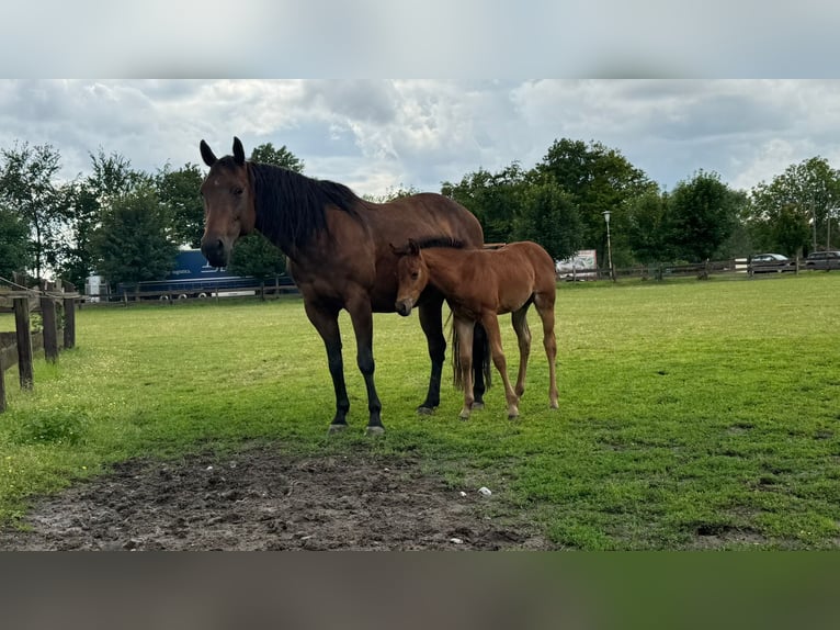 American Quarter Horse Mix Merrie Veulen (05/2026) 153 cm Bruin in Bergkamen