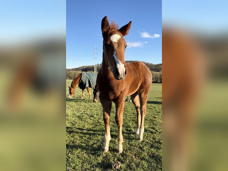 American Quarter Horse Merrie Veulen (01/2026) 153 cm Donkere-vos in Usti nad Labem