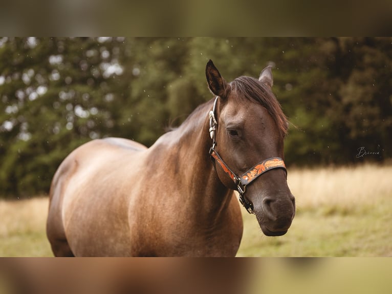 American Quarter Horse Merrie Veulen (01/2026) 153 cm Donkere-vos in Usti nad Labem