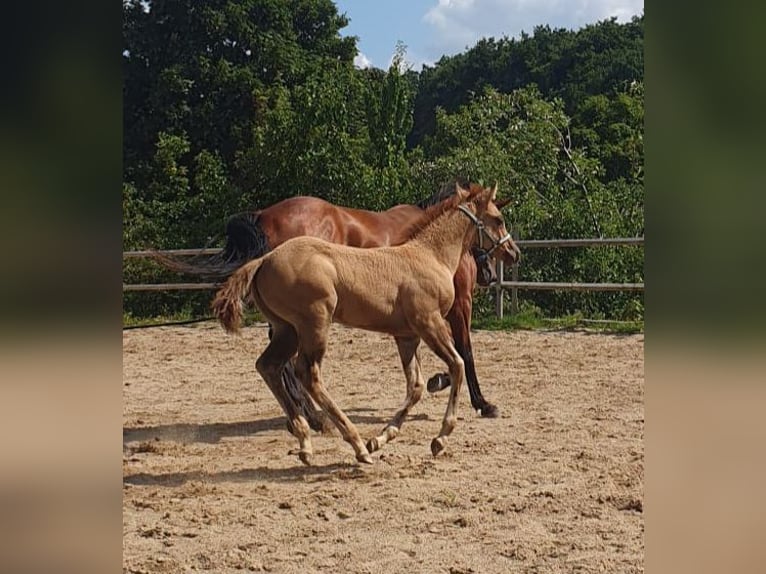 American Quarter Horse Merrie Veulen (06/2025) 153 cm Red Dun in Wenden