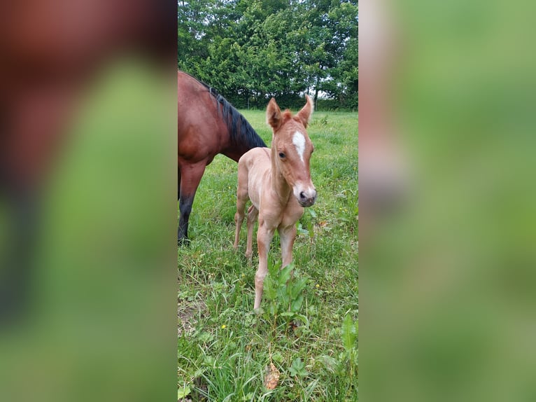 American Quarter Horse Merrie Veulen (06/2025) 153 cm Red Dun in Wenden