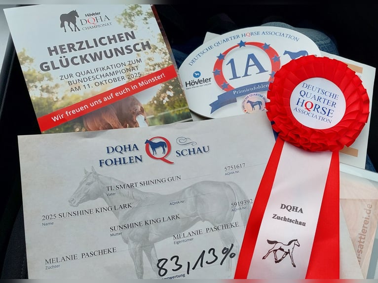 American Quarter Horse Merrie Veulen (06/2025) 153 cm Red Dun in Wenden