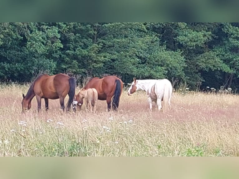 American Quarter Horse Merrie Veulen (06/2025) 153 cm Red Dun in Wenden