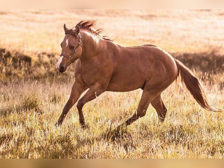American Quarter Horse Merrie Veulen (06/2025) 153 cm Red Dun in Wenden