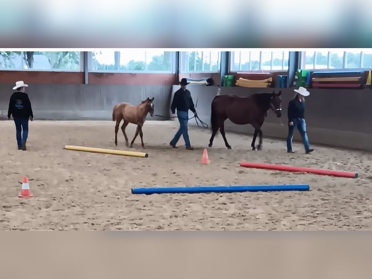 American Quarter Horse Merrie Veulen (06/2025) 153 cm Red Dun in Wenden