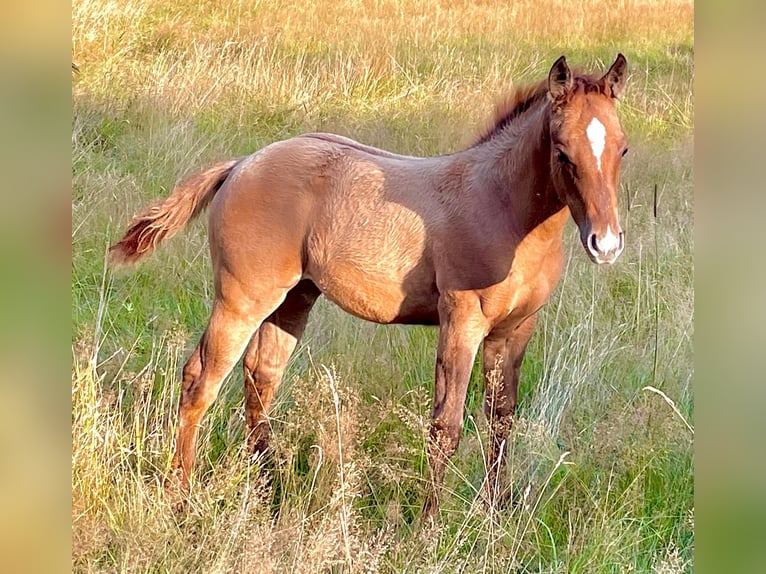 American Quarter Horse Merrie Veulen (06/2025) 153 cm Red Dun in Wenden