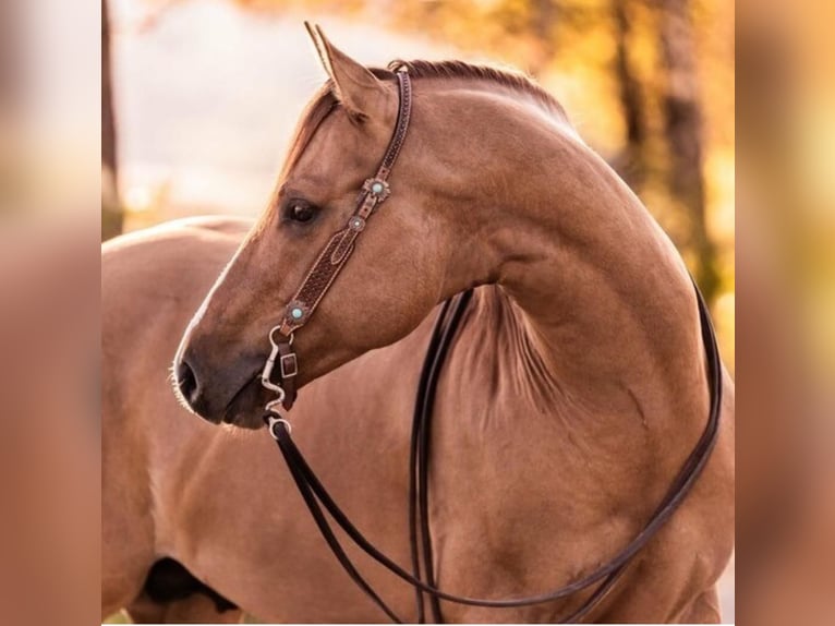 American Quarter Horse Merrie Veulen (06/2025) 153 cm Red Dun in Wenden