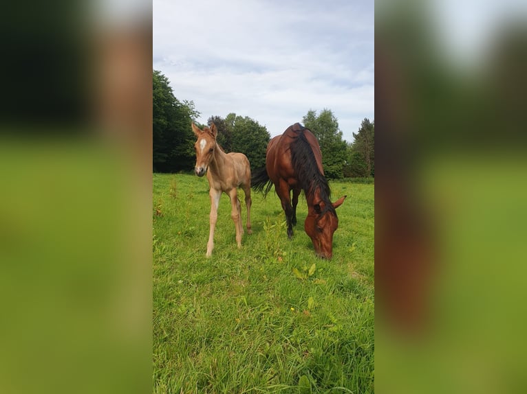 American Quarter Horse Merrie Veulen (06/2025) 153 cm Red Dun in Wenden