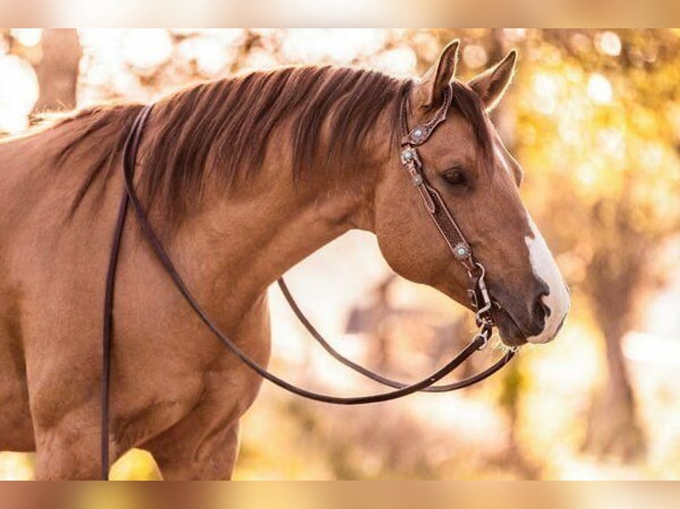 American Quarter Horse Merrie Veulen (06/2025) 153 cm Red Dun in Wenden