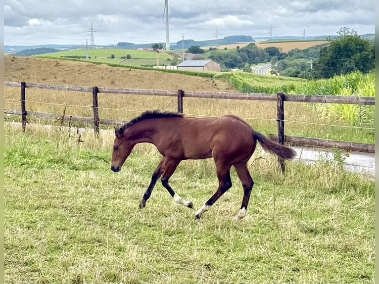 American Quarter Horse Merrie Veulen (04/2025) 154 cm Bruin in Diekrich