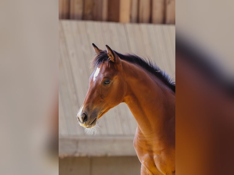 American Quarter Horse Merrie Veulen (04/2025) 154 cm Bruin in Driekirch
