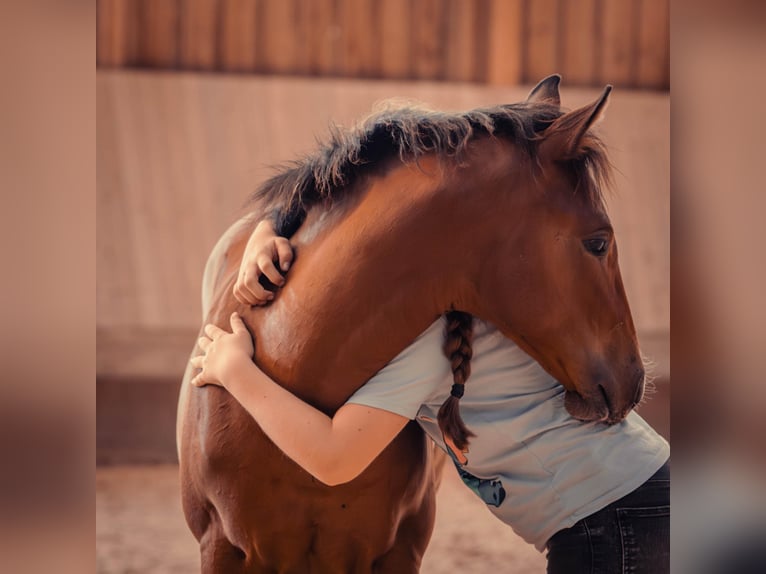 American Quarter Horse Merrie Veulen (04/2025) 154 cm Bruin in Driekirch