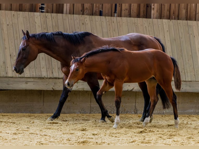 American Quarter Horse Merrie Veulen (04/2025) 154 cm Bruin in Driekirch