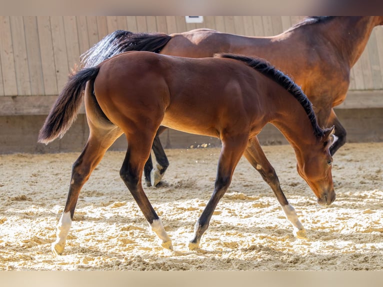 American Quarter Horse Merrie Veulen (04/2025) 154 cm Bruin in Driekirch