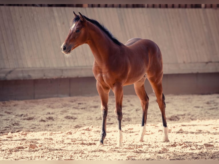 American Quarter Horse Merrie Veulen (04/2025) 154 cm Bruin in Driekirch