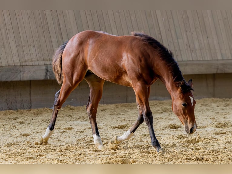 American Quarter Horse Merrie Veulen (04/2025) 154 cm Bruin in Driekirch