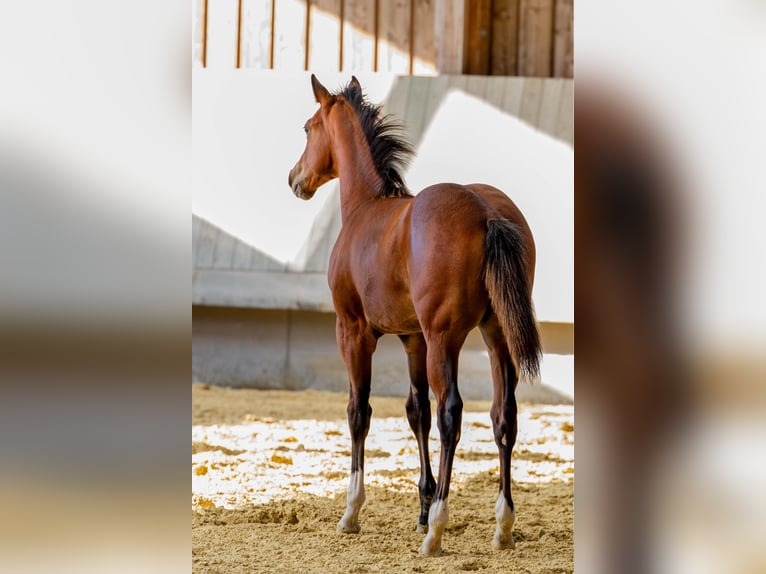 American Quarter Horse Merrie Veulen (04/2025) 154 cm Bruin in Driekirch