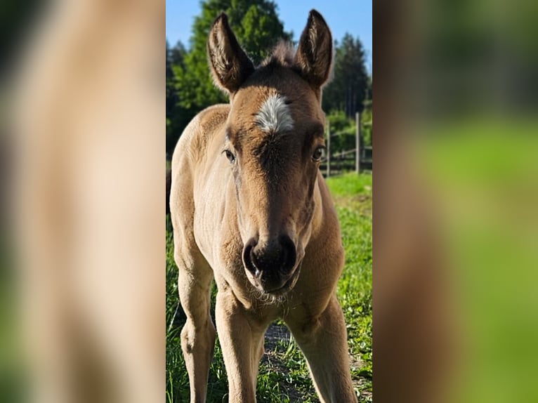 American Quarter Horse Merrie  154 cm Buckskin in Halfing