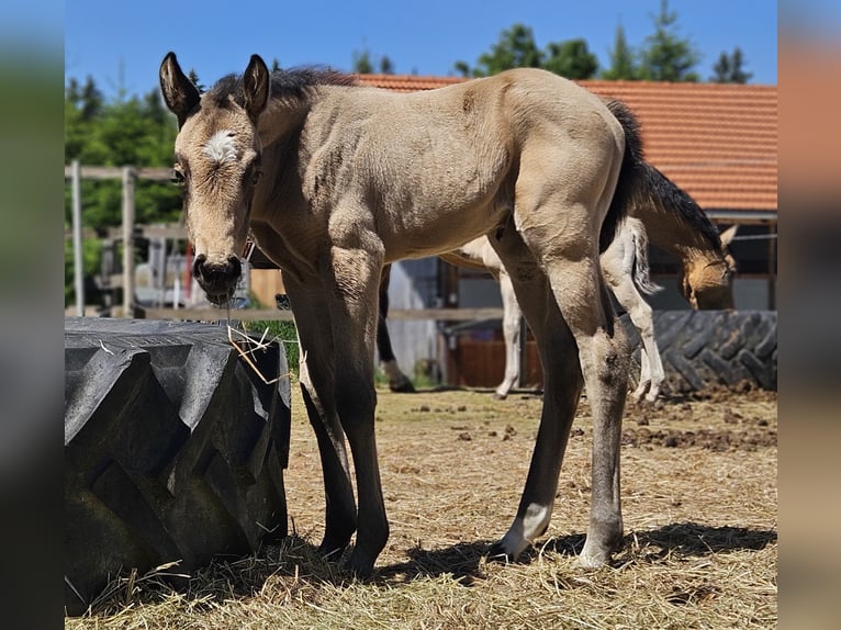 American Quarter Horse Merrie  154 cm Buckskin in Halfing