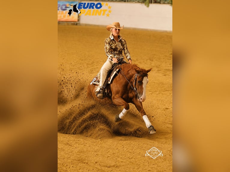 American Quarter Horse Merrie Veulen (05/2026) 154 cm Donkere-vos in Senden
