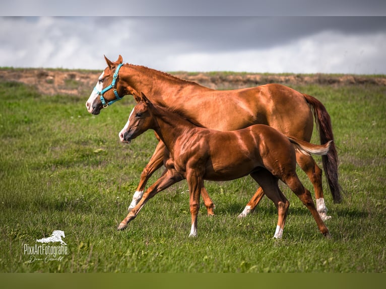 American Quarter Horse Merrie Veulen (05/2026) 154 cm Donkere-vos in Senden