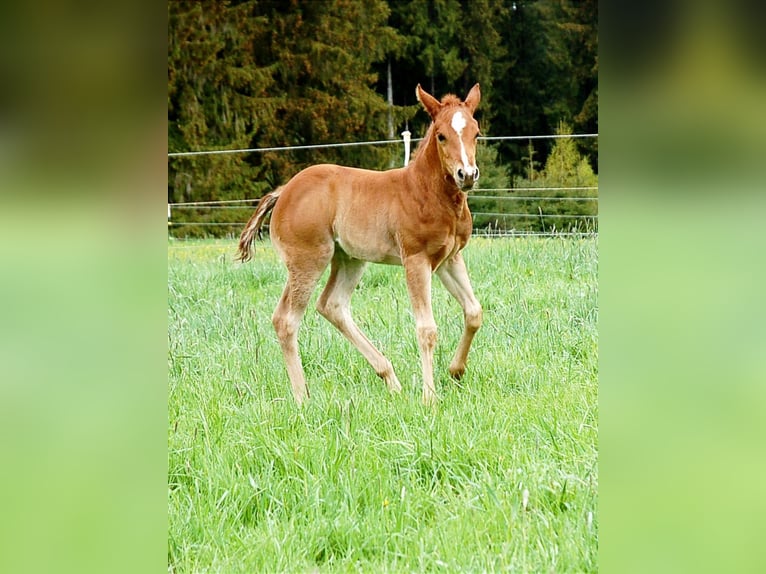 American Quarter Horse Merrie veulen (04/2024) 154 cm Donkere-vos in Kaufbeuren