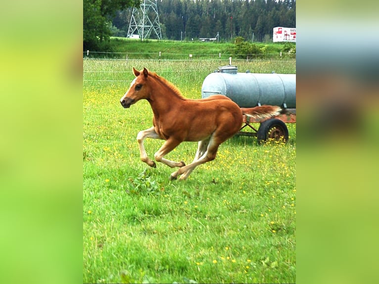 American Quarter Horse Merrie veulen (04/2024) 154 cm Donkere-vos in Kaufbeuren