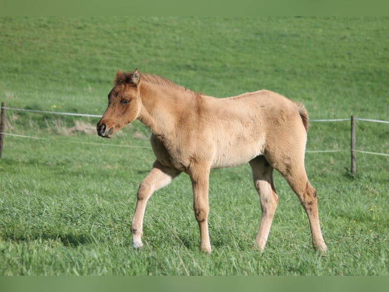 American Quarter Horse Merrie veulen (02/2024) 154 cm Falbe in Haigerloch