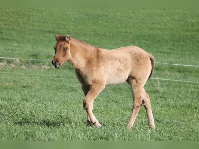 American Quarter Horse Merrie veulen (02/2024) 154 cm Falbe in Haigerloch