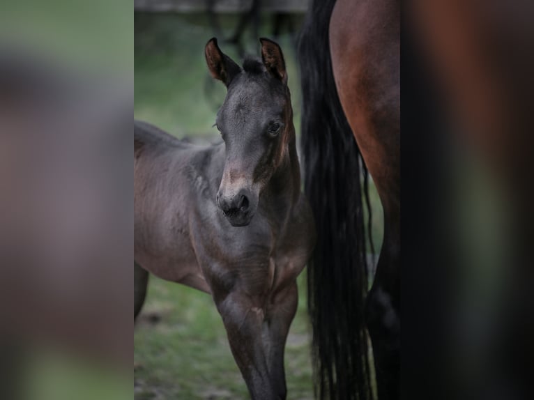 American Quarter Horse Merrie Veulen (05/2026) 155 cm Bruin in Marklohe