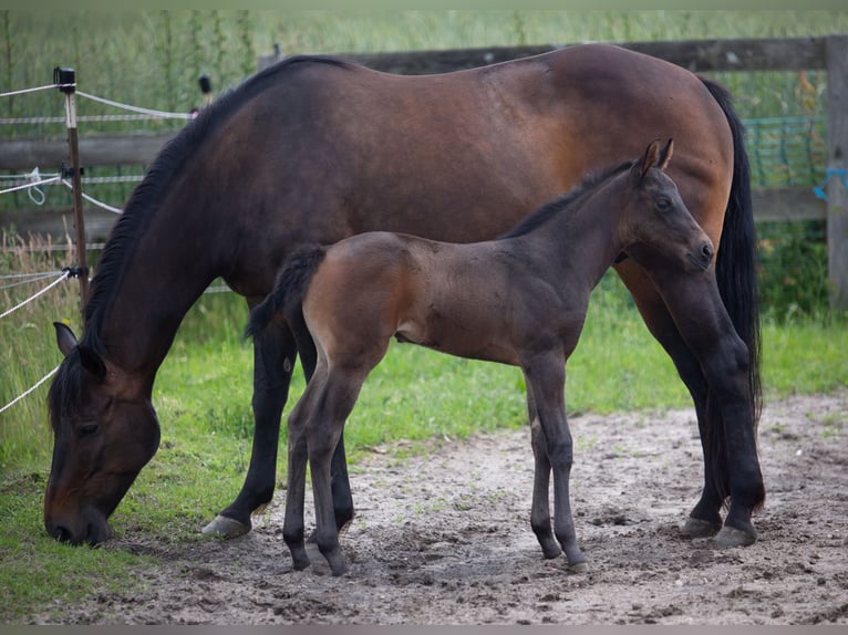 American Quarter Horse Merrie Veulen (05/2026) 155 cm Bruin in Marklohe