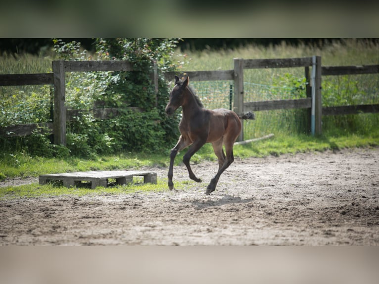 American Quarter Horse Merrie Veulen (05/2026) 155 cm Bruin in Marklohe