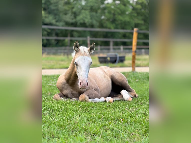American Quarter Horse Mix Merrie Veulen (04/2025) 155 cm Palomino in Ledeacker