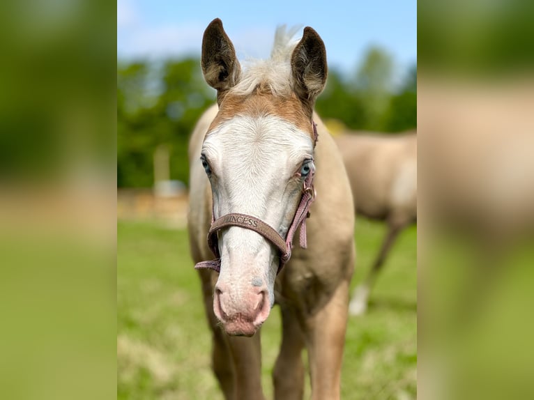 American Quarter Horse Mix Merrie Veulen (04/2025) 155 cm Palomino in Ledeacker