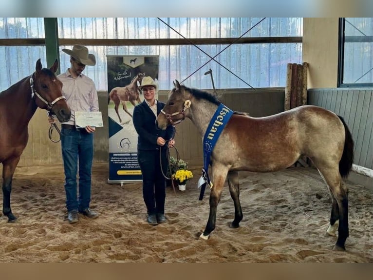 American Quarter Horse Merrie Veulen (04/2026) 155 cm Roan-Bay in Marklohe