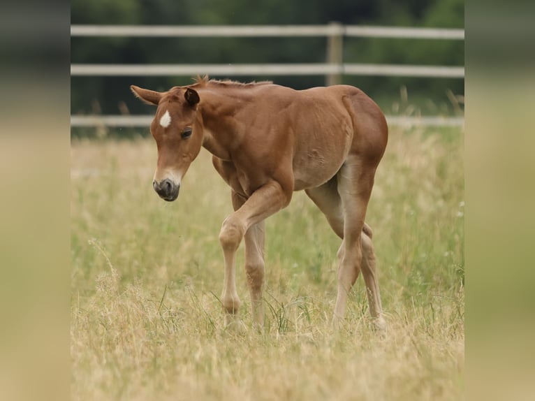 American Quarter Horse Merrie Veulen (05/2026) 155 cm Vos in Waldshut-Tiengen
