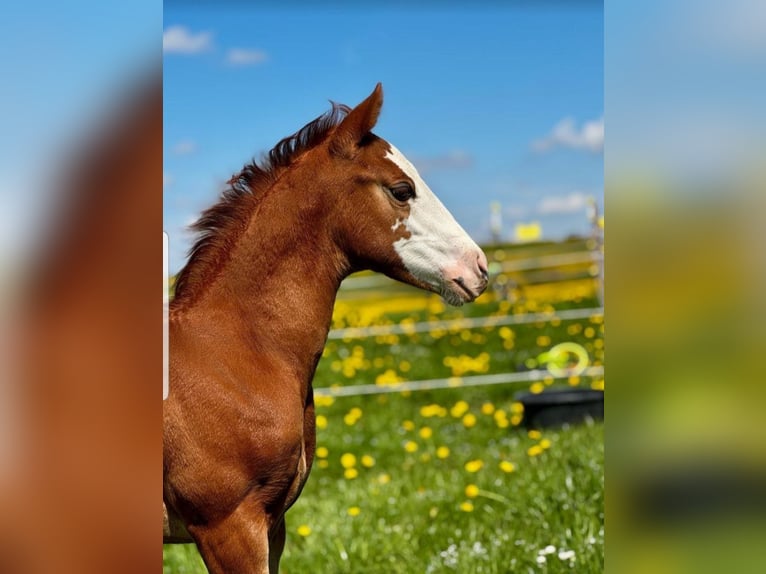 American Quarter Horse Merrie Veulen (03/2025) 155 cm Vos in St&#xF6;ttwang