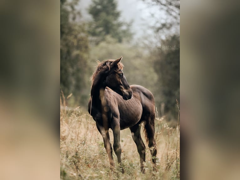 American Quarter Horse Merrie veulen (03/2024) 155 cm Zwartbruin in Mörel-Filet