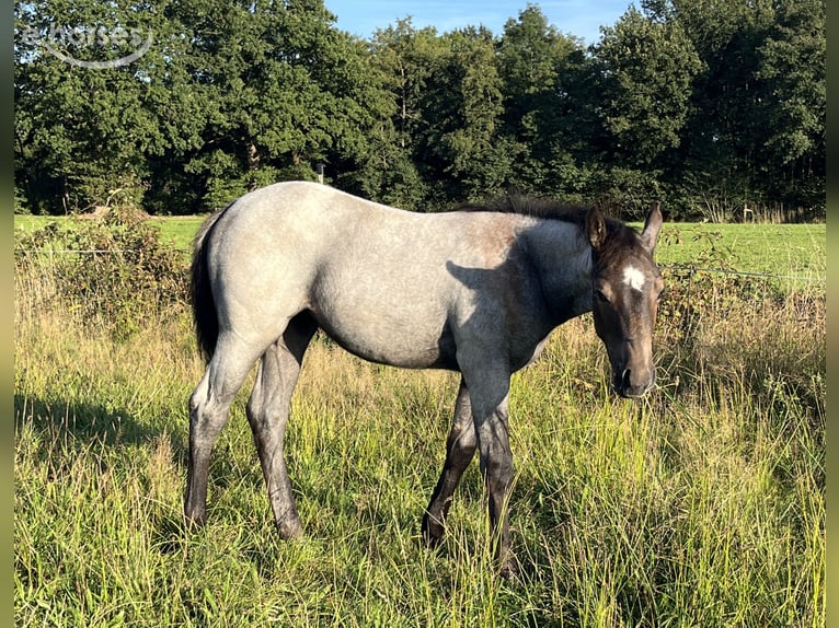 American Quarter Horse Merrie Veulen (06/2026) 160 cm Brown Falb schimmel in Bad Zwischenahn